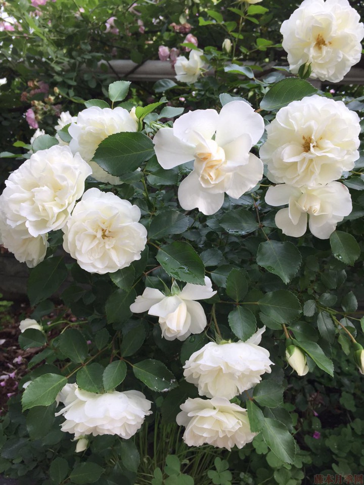 白米农(White Meillandina)