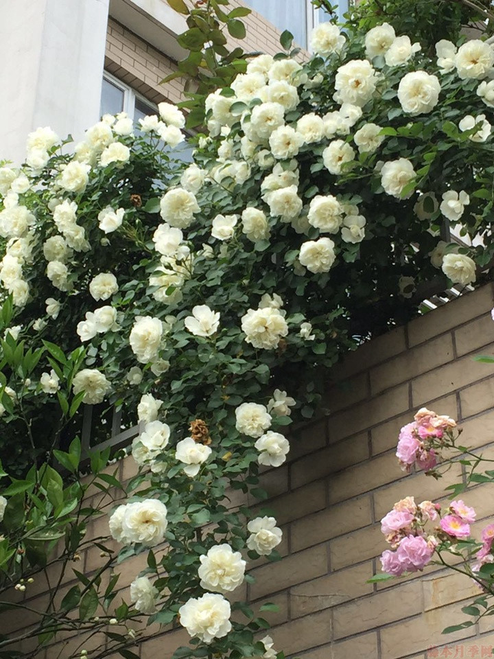 白米农(White Meillandina)