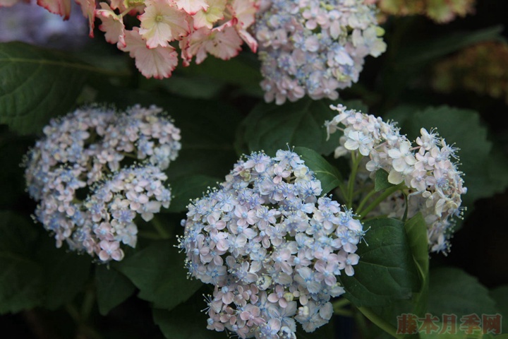 绣球花栽培技术要点