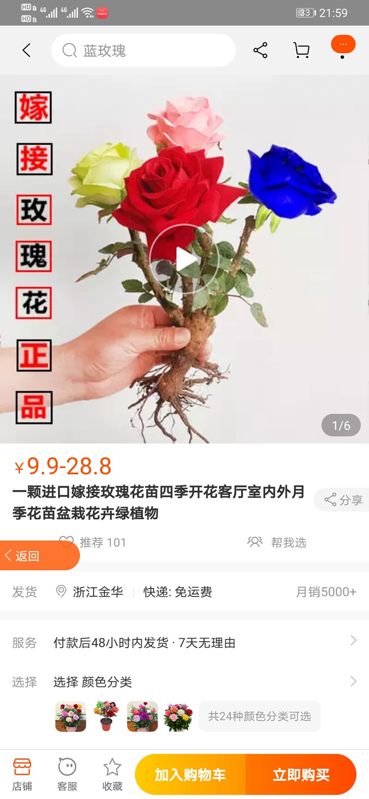 七彩玫瑰又重出江湖,新手朋友们要注意啦