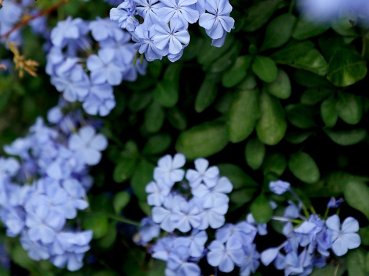 蓝雪花