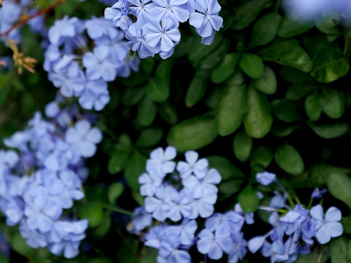 蓝雪花