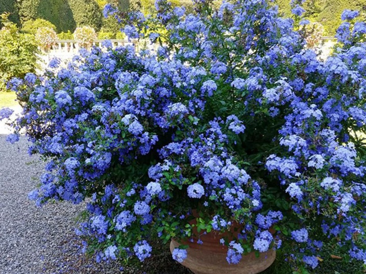 蓝雪花