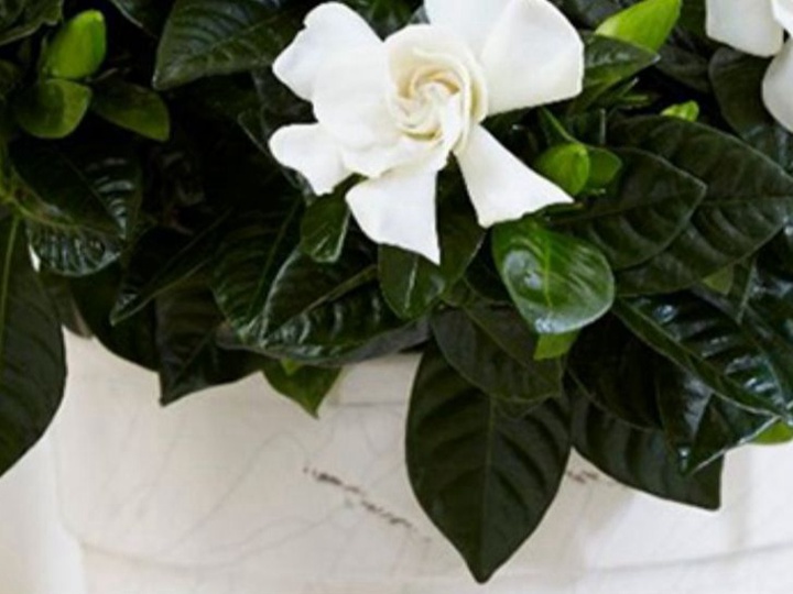 栀子花