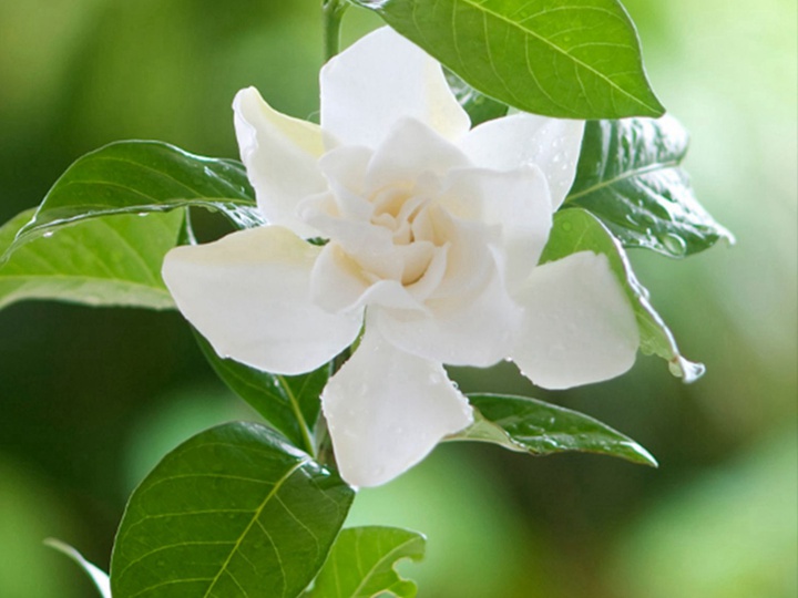 栀子花