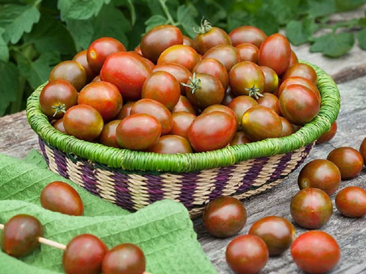 盆栽番茄