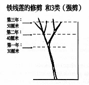 第三类修剪方式（强剪）： 强度修剪，保留2至3对芽的高度 （约20-50厘米）。