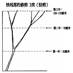 2类（轻剪）和3类（强剪）