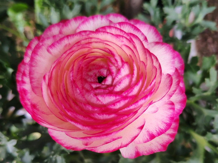 花毛茛