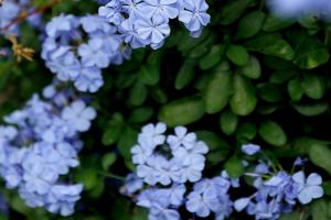 [蓝雪花]蓝雪花图片_花期_种植方法