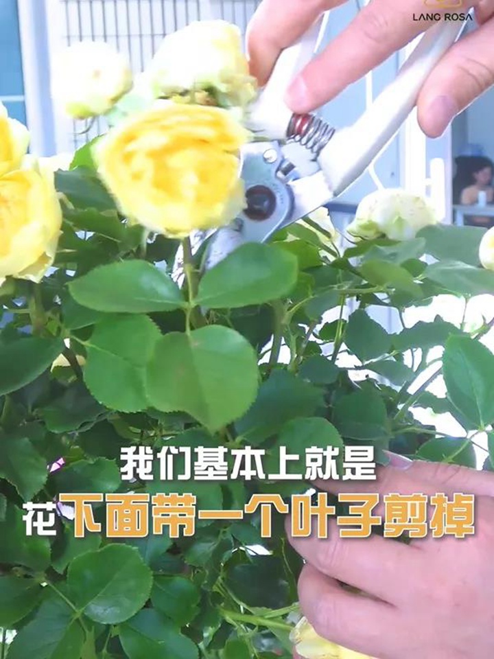 棒棒糖月季的花后修剪