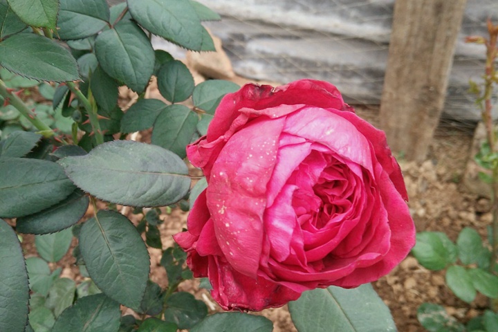 风中的玫瑰