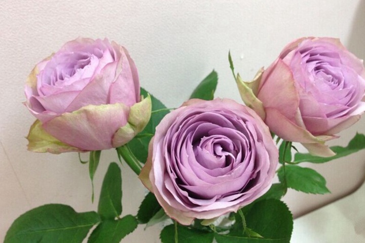 紫丁香lilac Classic 切花月季品种 图片 藤本月季网