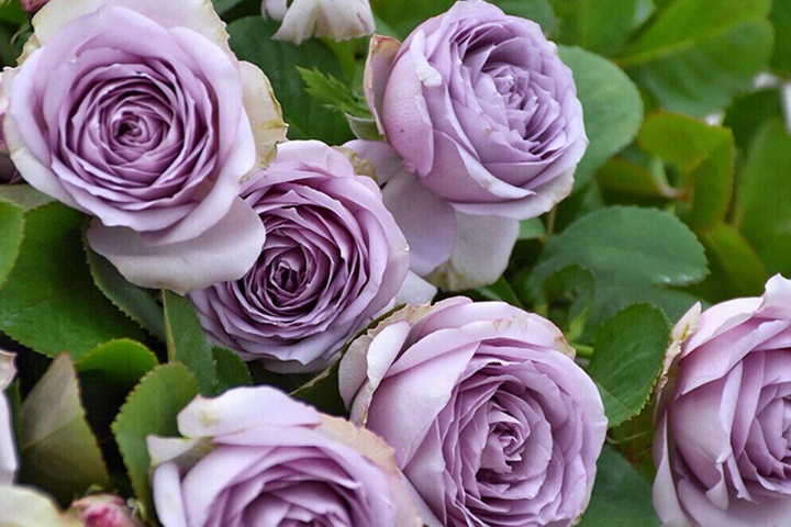 紫丁香lilac Classic 切花月季品种 图片 藤本月季网
