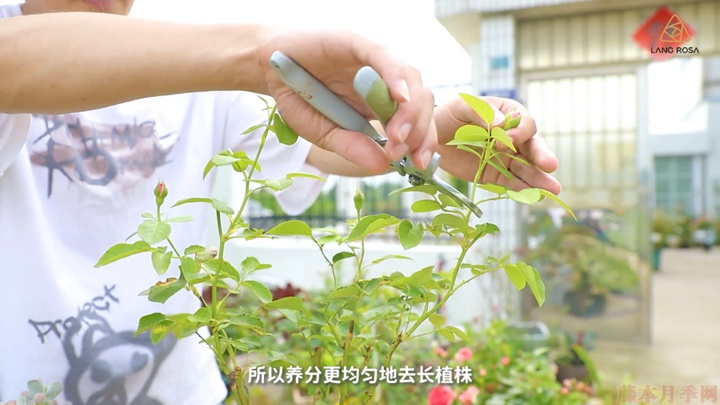 梅雨季节月季养护需要注意些什么？