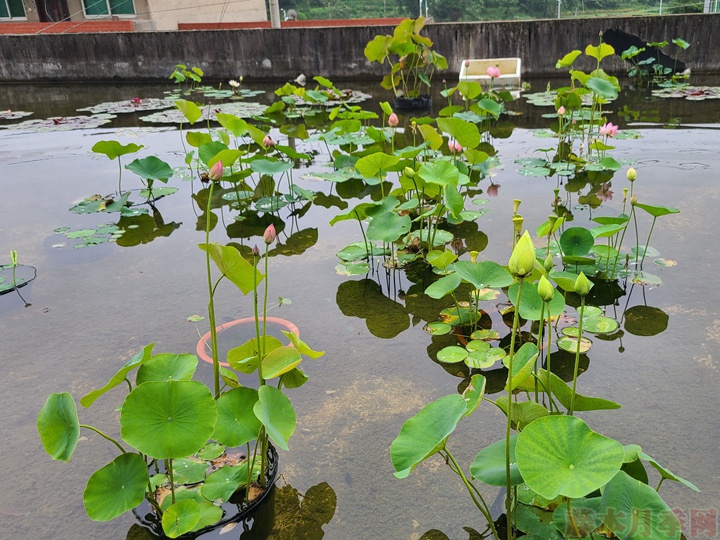 碗莲为什么不开花，碗莲不开花的原因有哪些？