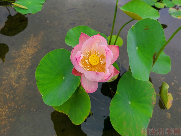 碗莲为什么不开花，碗莲不开花的原因有哪些？