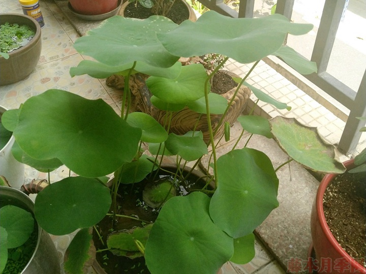 碗莲为什么不开花，碗莲不开花的原因有哪些？