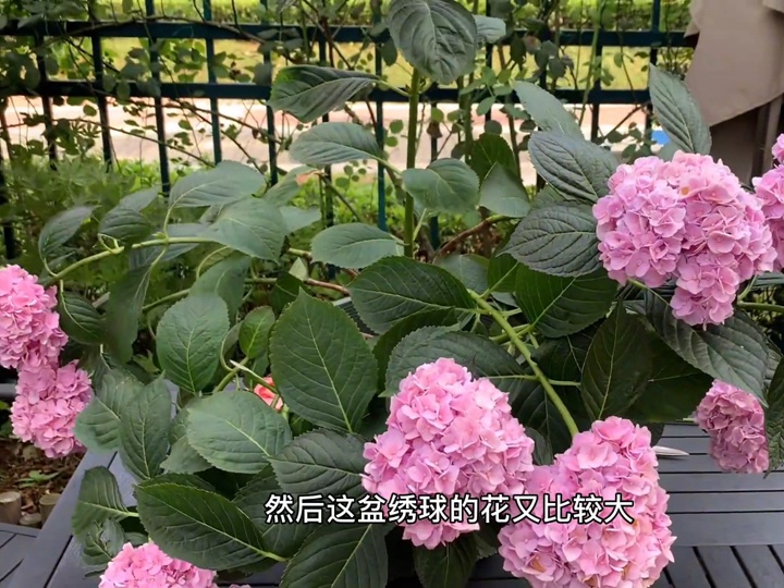 雨后绣球倒伏怎么办？