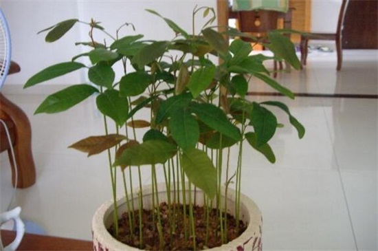 桂圆种子制作的小盆栽