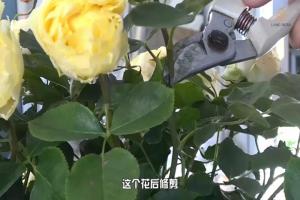 6月白粉病,黑斑病,红蜘蛛高发期，如何来进行防治？