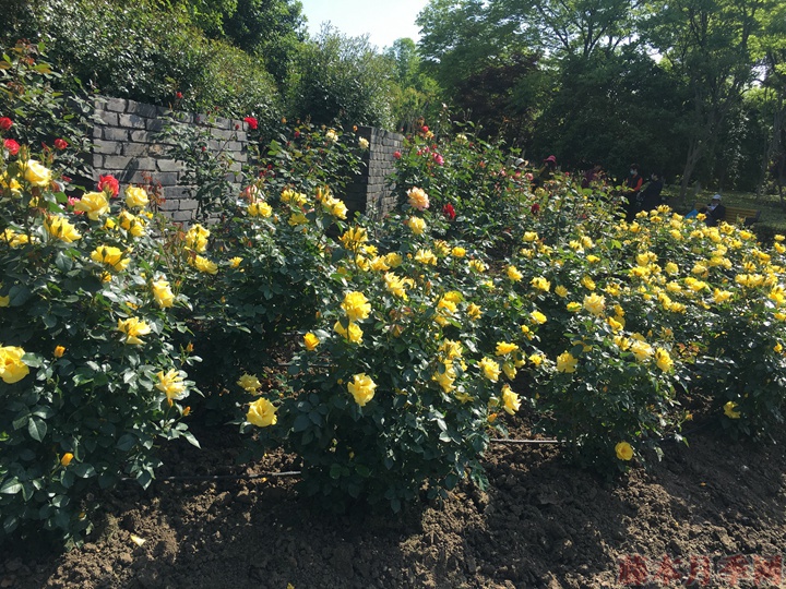 月季花如何用施磷酸二氢钾