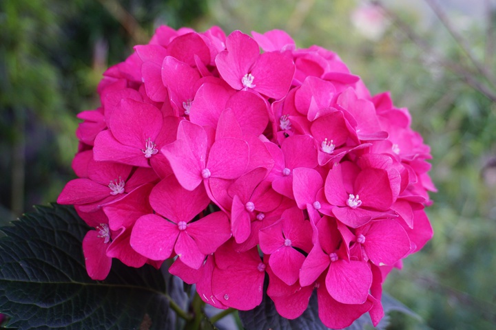 绣球花