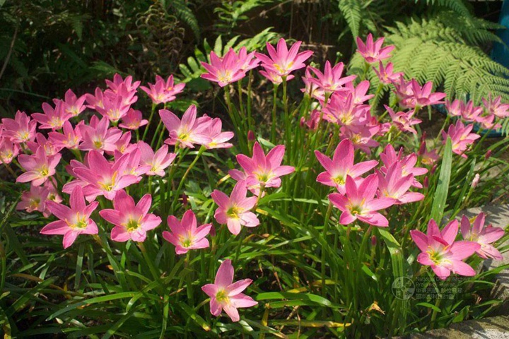 8款花园球根花卉推荐 花园养花 藤本月季网
