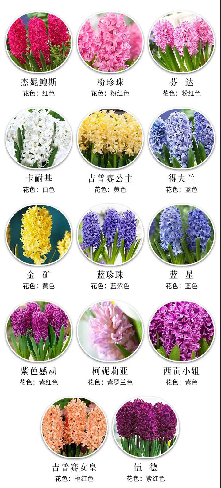 8款花园球根花卉推荐 花园养花 藤本月季网