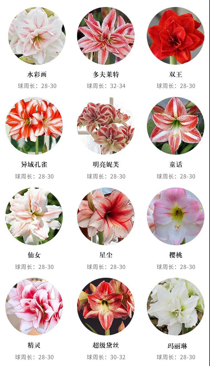 8款花园球根花卉推荐 8款花园球根花卉推荐