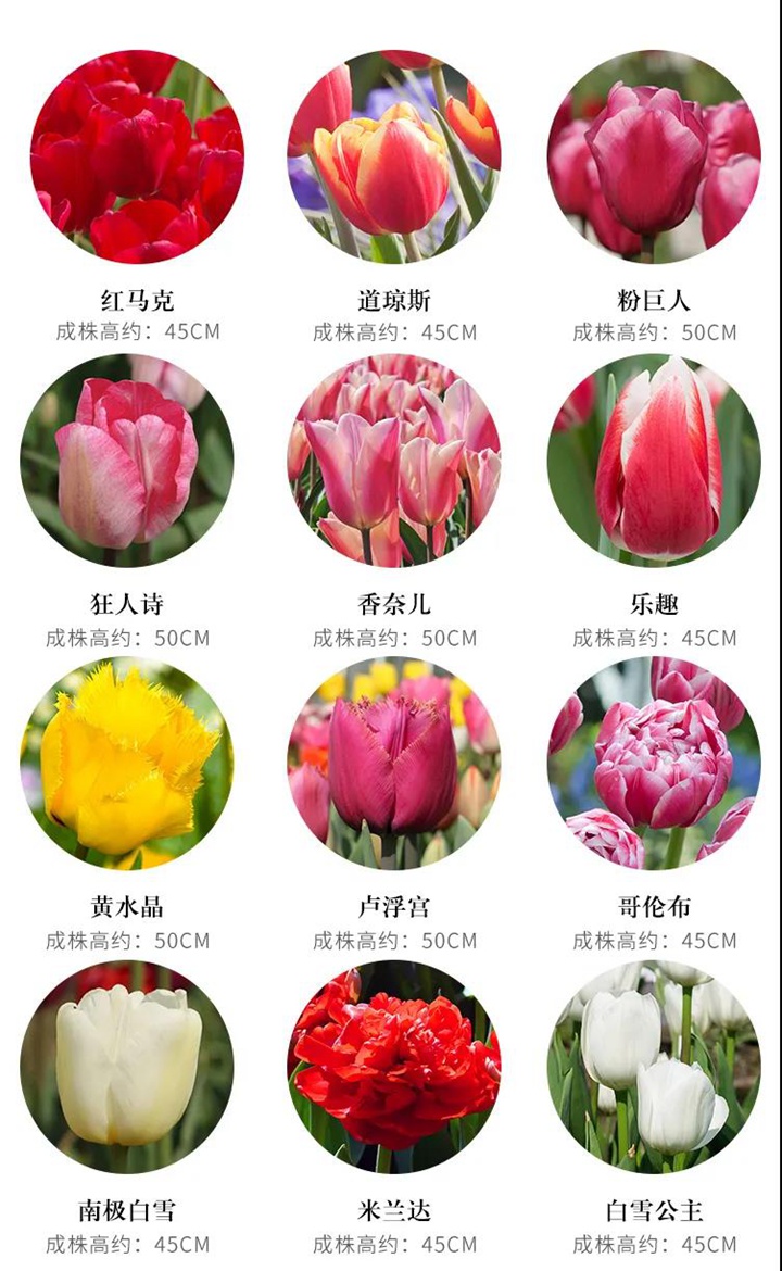 8款花园球根花卉推荐 8款花园球根花卉推荐