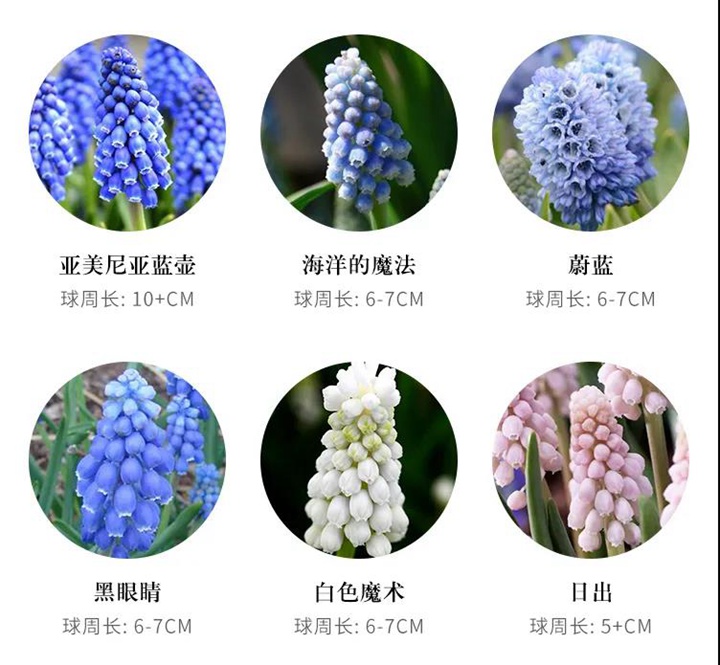 8款花园球根花卉推荐 8款花园球根花卉推荐