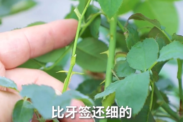 要想月季开得好，月季花后修剪少不了