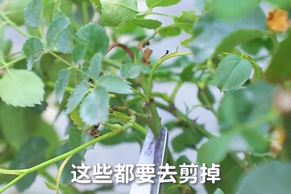 要想月季开得好，月季花后修剪少不了