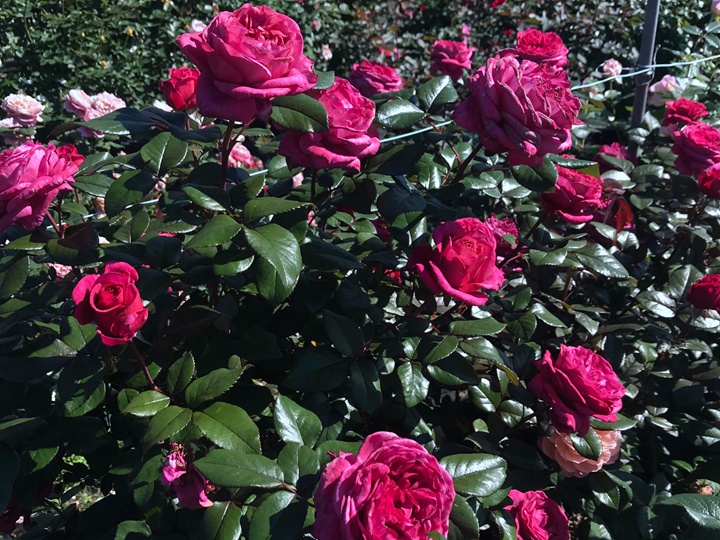 旧日玫瑰/旧日之花/往日花(Vieux Rose)