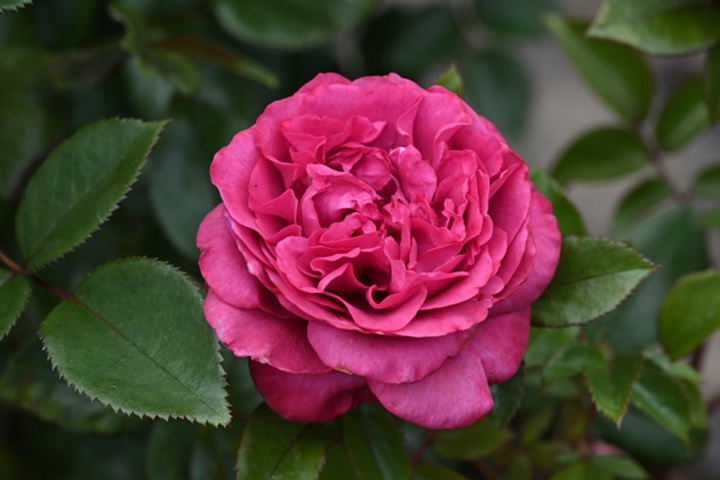 旧日玫瑰/旧日之花/往日花(Vieux Rose)