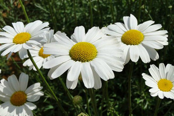 除虫菊