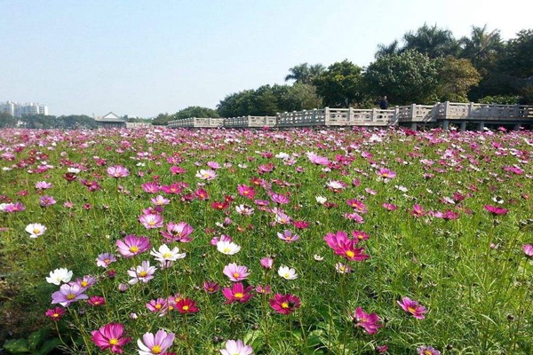 波斯菊种子播种时间及种植方法
