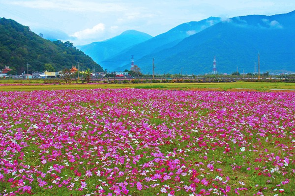 波斯菊