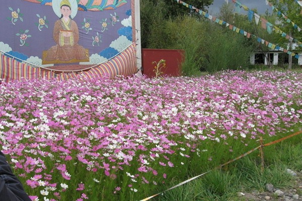 波斯菊种子播种时间及种植方法