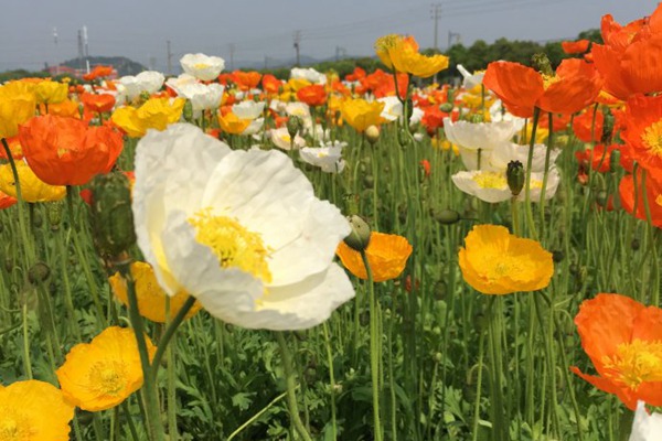 冰岛虞美人种子播种时间和种植方法