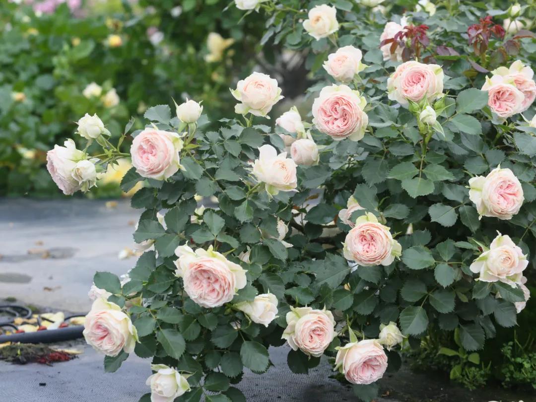 绒球门廊(Pompon Veranda) 绒球门廊(Pompon Veranda)