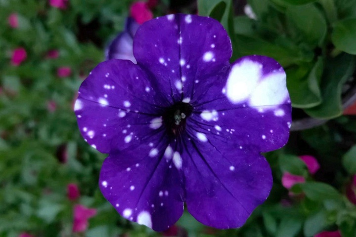 矮牵牛花盆栽的养护