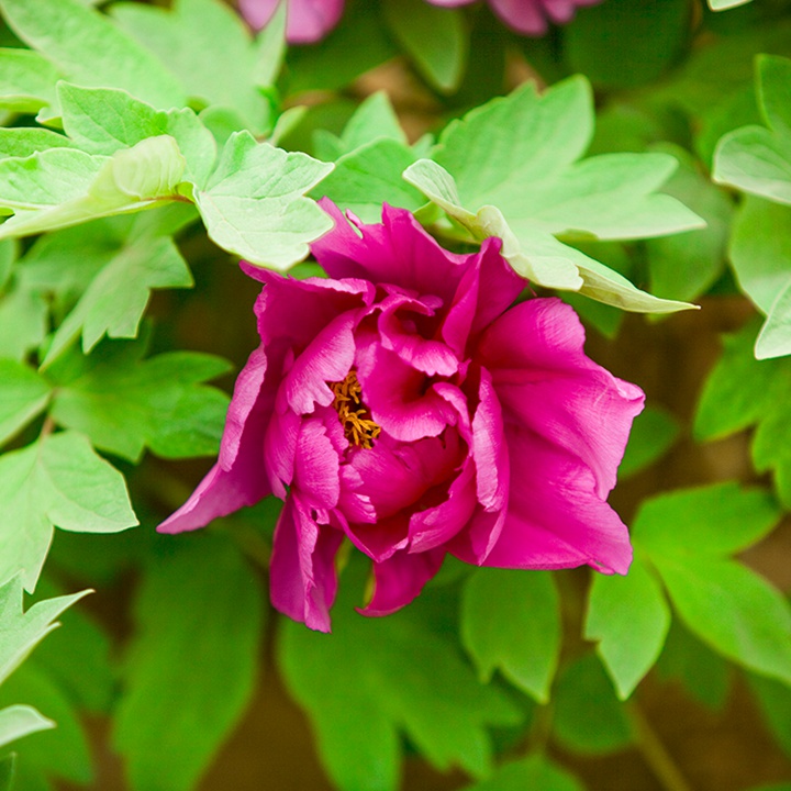 丁香紫牡丹