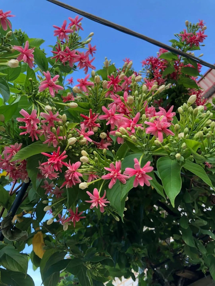 花架上的一颗使君子，点亮两广的夏天