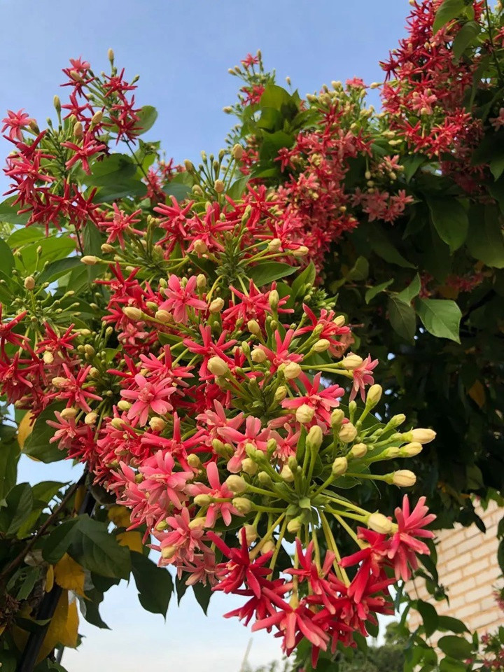 花架上的一颗使君子，点亮两广的夏天