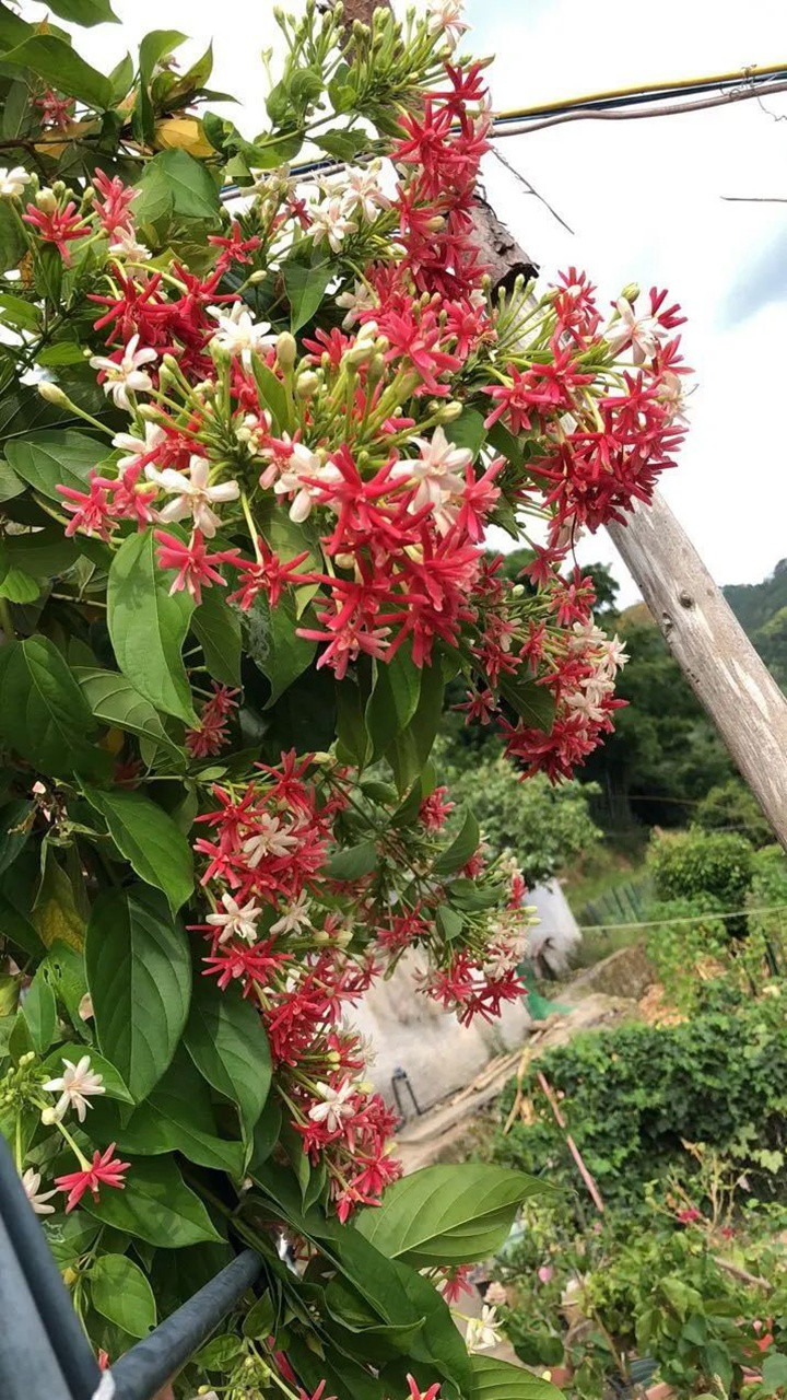 花架上的一颗使君子，点亮两广的夏天