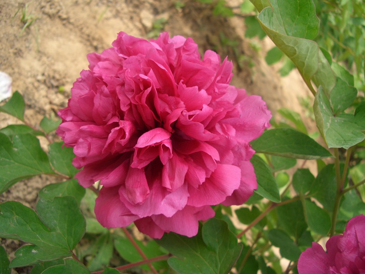 天香夺锦2221.JPG
