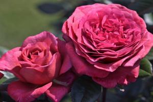 旧日玫瑰/旧日之花/往日花(Vieux Rose)