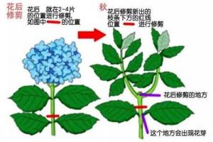 绣球花的修剪方法图解